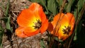 Orange Tulip Blossoms In Springtime