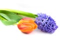 Orange tulip and blue hyacinth Royalty Free Stock Photo