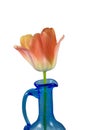 Orange tulip in a blue vase isolated Royalty Free Stock Photo