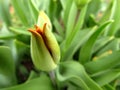 Orange tulip bud blossom in the garden. Details. Beautiful soft background. Macro. Close-up Royalty Free Stock Photo