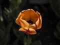 Orange tulip