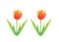 Orange tulip colorful flowers with green leaf and water drops isolated on white background , clipping path Royalty Free Stock Photo