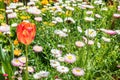 Orange tulip with dark strips Royalty Free Stock Photo