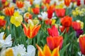 Orange tulip in a field of different spring flowers with beautiful colours