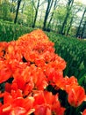 Orange tulip field in Keukenhof