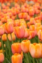 Orange Tulip Field in Spring Vertical Royalty Free Stock Photo