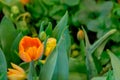 orange tulip flower bloom on green leaves background in tulips garden, Spring flowers Royalty Free Stock Photo