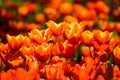 Orange tulip flower blossom in spring garden Royalty Free Stock Photo