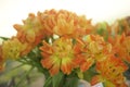 orange tulip flower bouquet decorating in vase Royalty Free Stock Photo