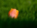 Orange tulip flower bud contrasted against green surrounds Royalty Free Stock Photo