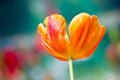 Orange Tulip Flower. Royalty Free Stock Photo