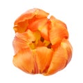 Orange Tulip Flower Royalty Free Stock Photo