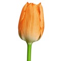 Orange tulip flower isolated on a white background with clipping path. Close-up. Royalty Free Stock Photo