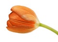 Orange tulip flower isolated on a white background with clipping path. Close-up. Royalty Free Stock Photo