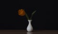 Orange tulip flower in a vase Royalty Free Stock Photo