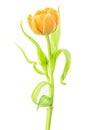 Orange Tulip Flower on White Space - Single Bloom with Green Stem