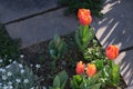 Orange tulip flowers in a rock garden. Beautiful spring bloom with thyme