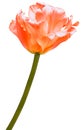 Orange tulip. Flowers on a white isolated background. Closeup. Buds of a tulips on a green stalk. Nature.