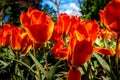 Orange tulip flowers with a yellow tinge in a flower garden in Lisse, Netherlands, Europe Royalty Free Stock Photo
