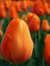 Orange tulip garden