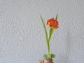 Orange tulip in a glass vase with reed isolated on green background Royalty Free Stock Photo