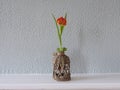 Orange tulip in a glass vase with reed isolated on green background Royalty Free Stock Photo