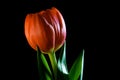 Orange tulip glowing in the dark. Royalty Free Stock Photo