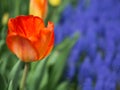 Orange tulip with Grape Hyacinth in the background Royalty Free Stock Photo