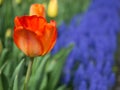 Orange Tulip with grape hyacinth Royalty Free Stock Photo