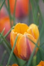 Orange Tulip with Green Leaves Royalty Free Stock Photo
