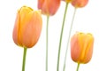 Orange Tulip Isolated on White Royalty Free Stock Photo