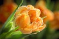 Orange Tulip Royalty Free Stock Photo