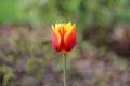 Orange tulip Royalty Free Stock Photo
