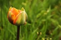 Orange Tulip