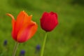 Orange Tulip Royalty Free Stock Photo