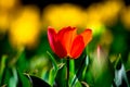 Orange tulip. Spring blossom background photo.