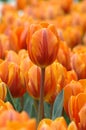Orange Tulip Stand Out