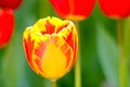 A orange tulip under the sun