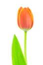 Orange tulip on white background Royalty Free Stock Photo