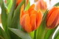 Orange tulips