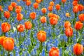 Orange tulips