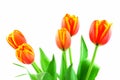 Orange tulips