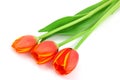 Orange tulips