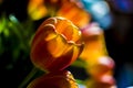 Orange tulips against a blurred background