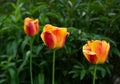 Orange tulips on the background of greenery.