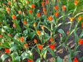 Orange tulips. Background.