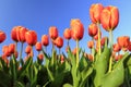 Orange tulips Royalty Free Stock Photo