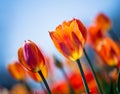 Orange tulips blooming in spring