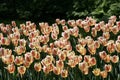 Orange tulips blossom in the sunlight