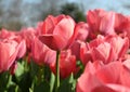 orange tulips blossoms in the garden Royalty Free Stock Photo